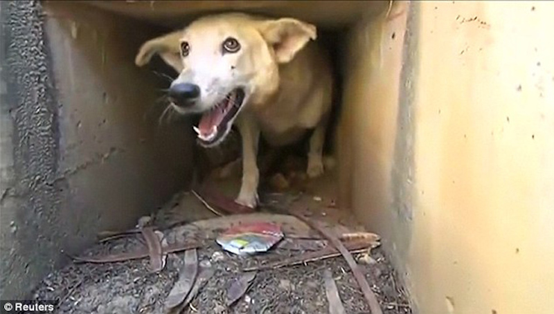 Cette chienne essayait d’obtenir de la nourriture et s’est retrouvée la tête coincée dans un trou 15 chienne