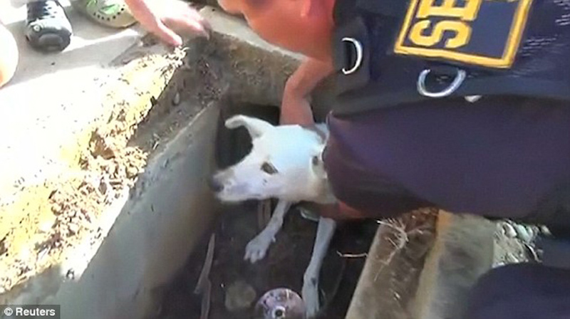 Cette chienne essayait d’obtenir de la nourriture et s’est retrouvée la tête coincée dans un trou 16 chienne
