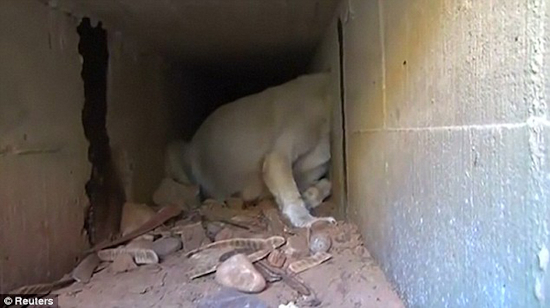 Cette chienne essayait d’obtenir de la nourriture et s’est retrouvée la tête coincée dans un trou 14 Nikki