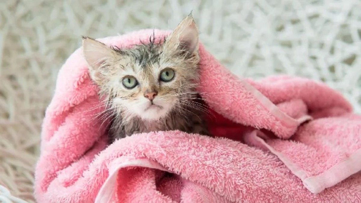 Découvrez les meilleurs conseils pour donner un bain à votre chat sans vous faire griffer