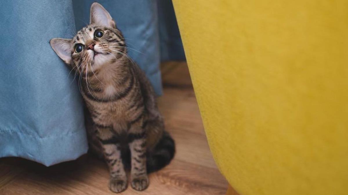 Découvrez pourquoi votre chat se cache lorsque des personnes viennent dans votre maison