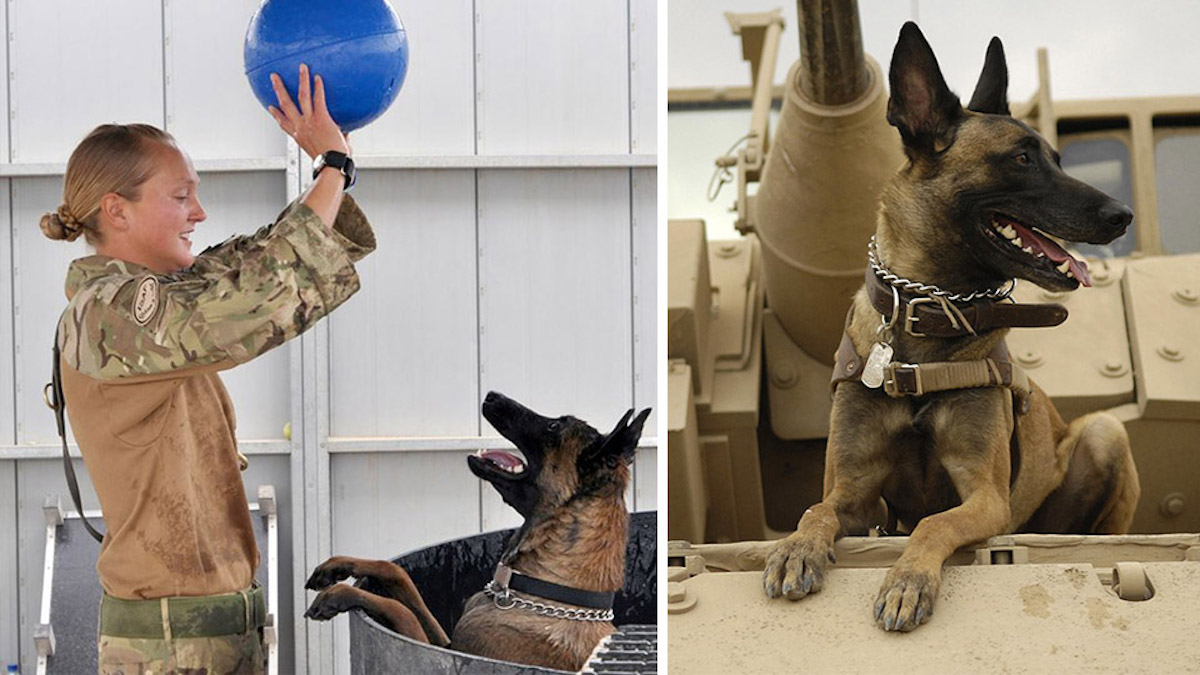Des chiens héroïques qui ont contribué à sauver des milliers de vies en Afghanistan "seront euthanasiés parce qu'ils ne peuvent pas être relocalisés"