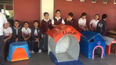 Des écoliers fabriquent des maisons pour les chiens errants à partir de matériaux recyclables