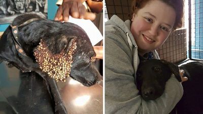 Des images bouleversantes : un chien infesté de plus de mille tiques a été sauvé