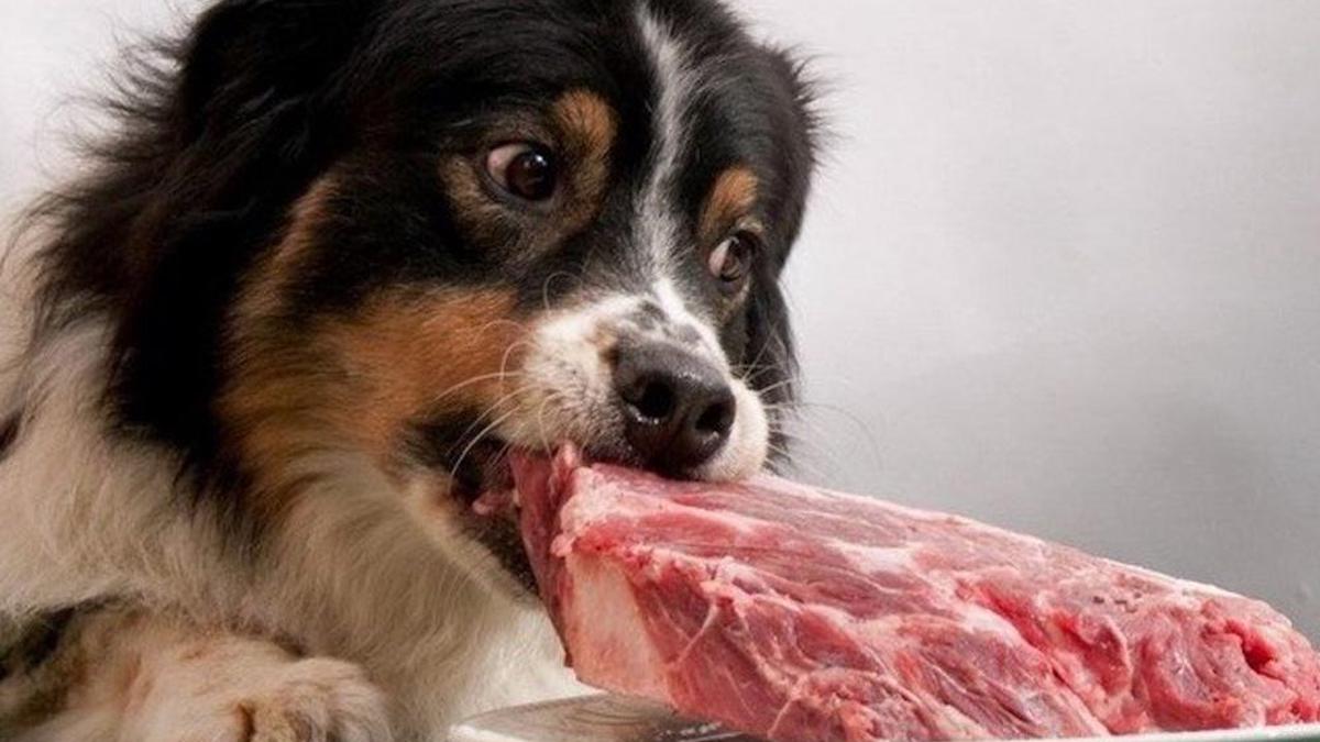 Est-il possible de donner de la viande crue à mon chien ou est-ce que je lui fais du mal ? La réponse ici