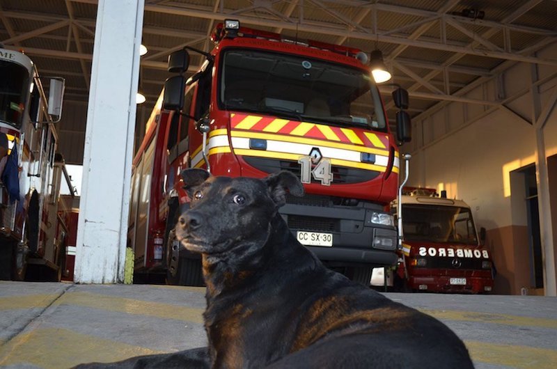Facebook viral : les pompiers font un adieu bouleversant à « Negro », le chien qui s’occupait des urgences difficiles 26 pompiers