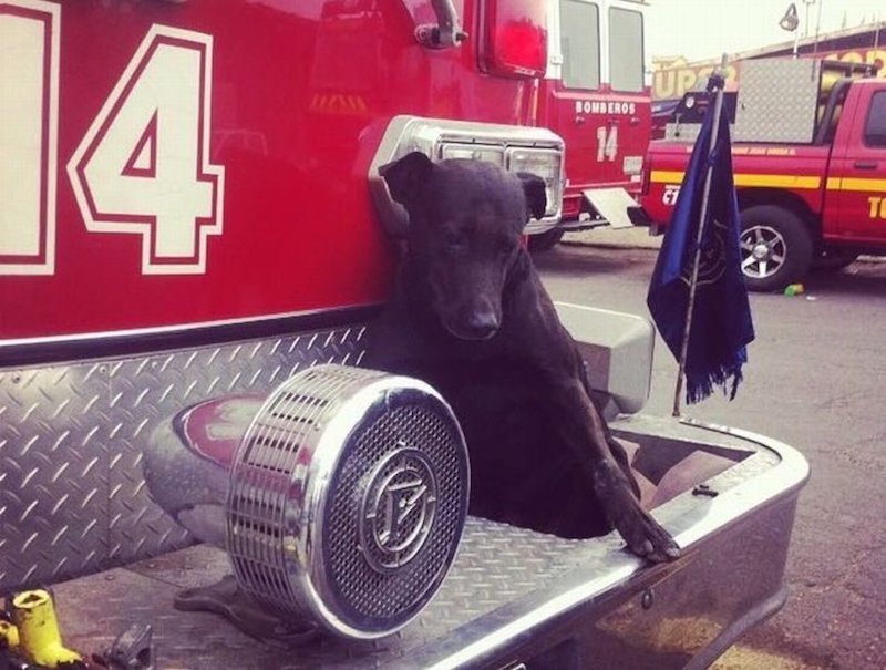 Facebook viral : les pompiers font un adieu bouleversant à « Negro », le chien qui s’occupait des urgences difficiles 27 chien