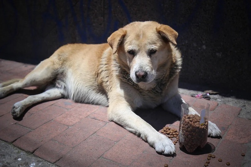 Journée mondiale des animaux sans abri : Pour un monde où chaque chien et chaque chat a un foyer 8 Journée
