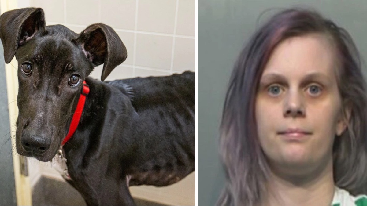 Justice : Une femme risque la prison pour avoir laissé son chien souffrir de malnutrition