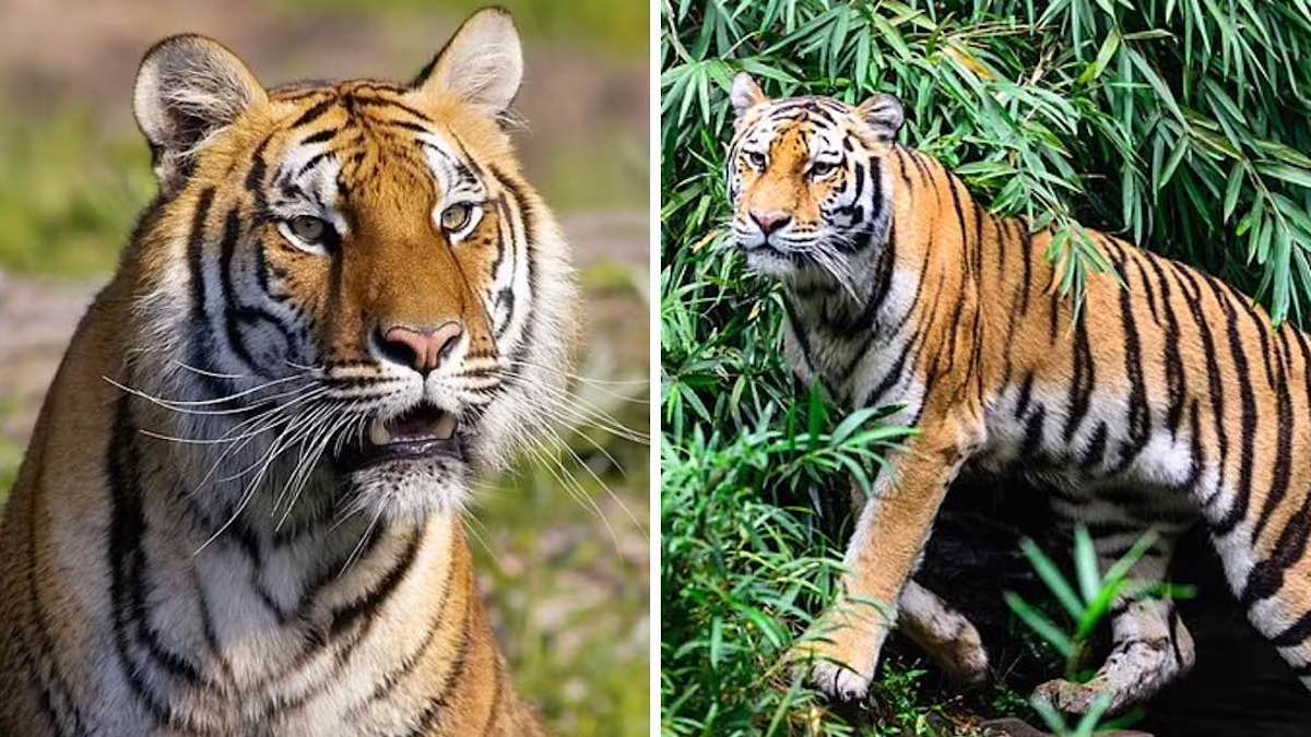 La population de tigres sauvages a augmenté de 40 % depuis 2015 : ils luttent contre l'extinction