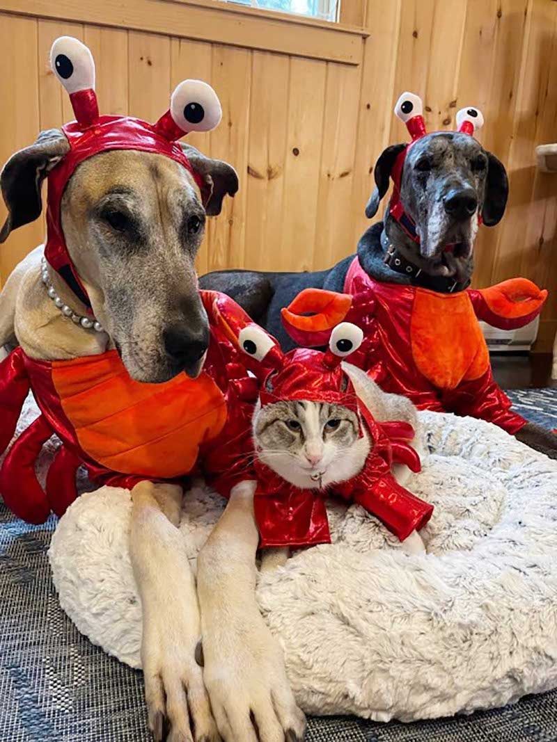 dog