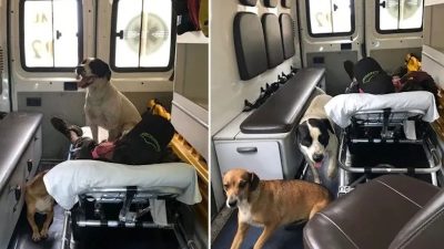 Les chiens insistent pour voyager dans l'ambulance qui amène leur maître à l'hôpital