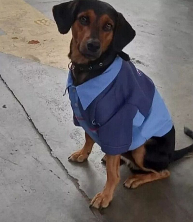 Les employés d’une station-service ont adopté 5 chiens abandonnés et leur ont donné un foyer : « Ils nous donnent de l’amour » 24 amis