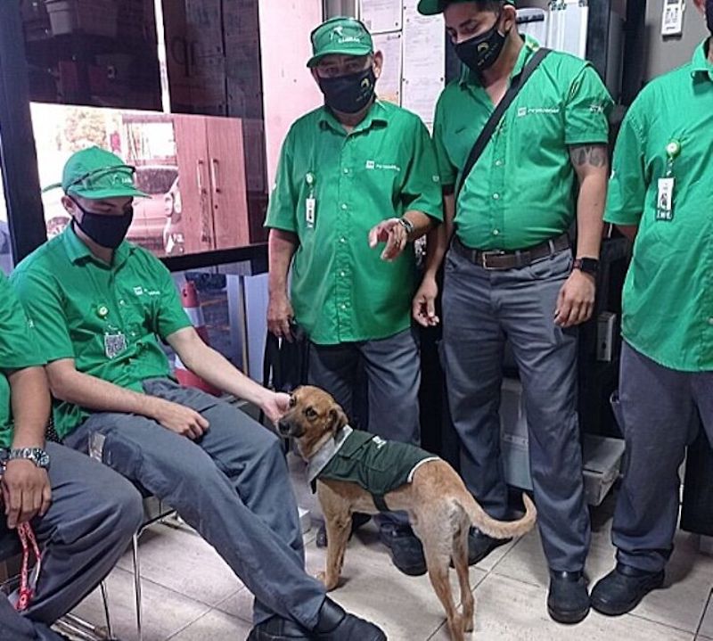 Les employés d’une station-service ont adopté 5 chiens abandonnés et leur ont donné un foyer : « Ils nous donnent de l’amour » 25 chiens