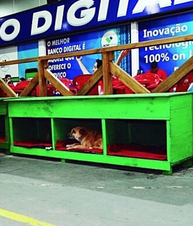 Les employés d’une station-service ont adopté 5 chiens abandonnés et leur ont donné un foyer : « Ils nous donnent de l’amour » 26 chiens