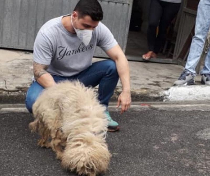 Magnifique transformation : Un chien est devenu aveugle et sourd après avoir vécu 15 ans dans l’abandon. 19 transformation