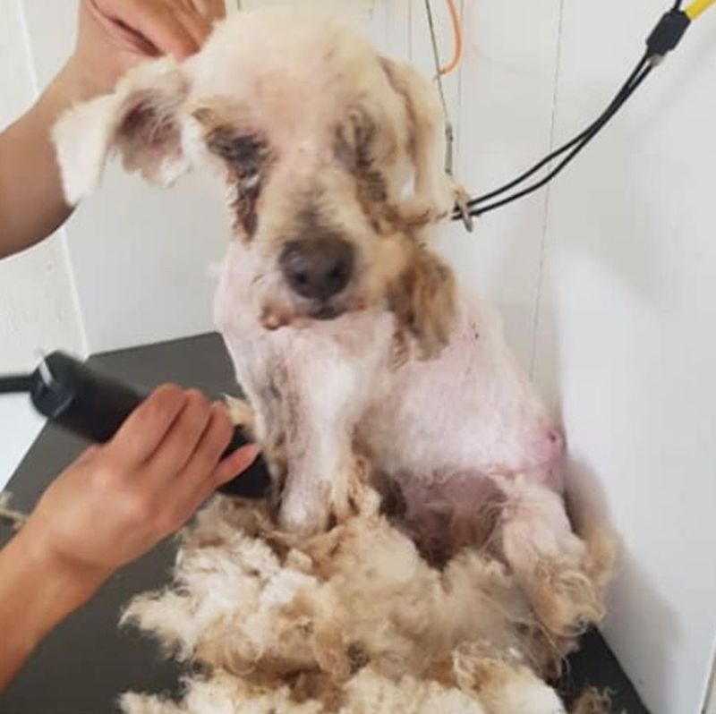 Magnifique transformation : Un chien est devenu aveugle et sourd après avoir vécu 15 ans dans l’abandon. 21 chien