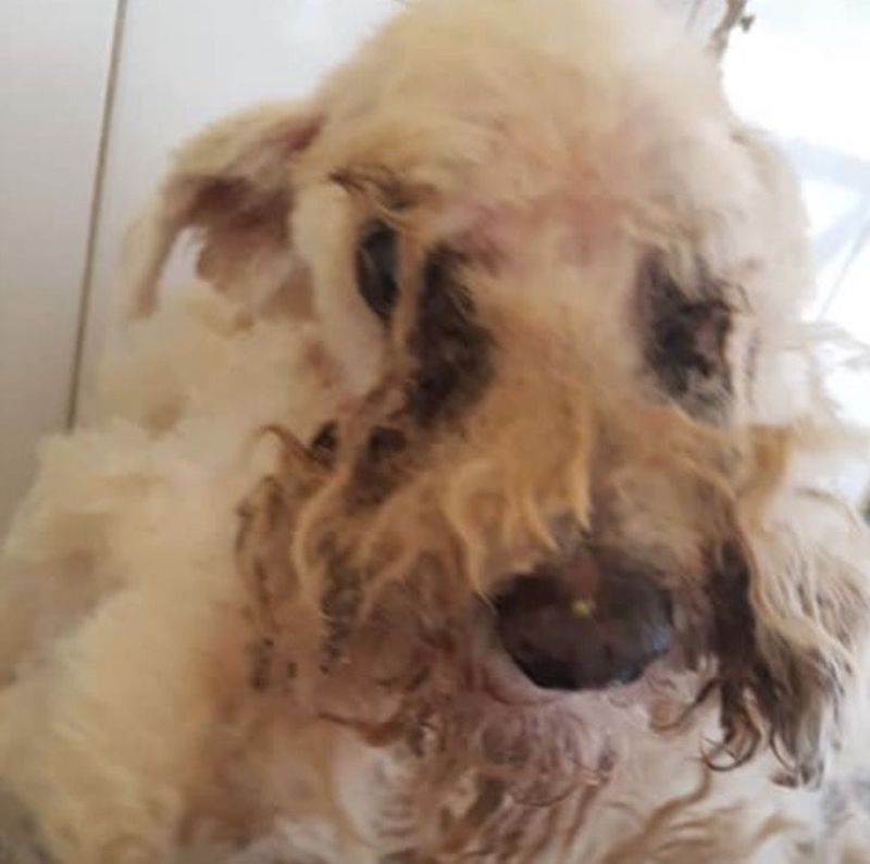 Magnifique transformation : Un chien est devenu aveugle et sourd après avoir vécu 15 ans dans l’abandon. 20 chien