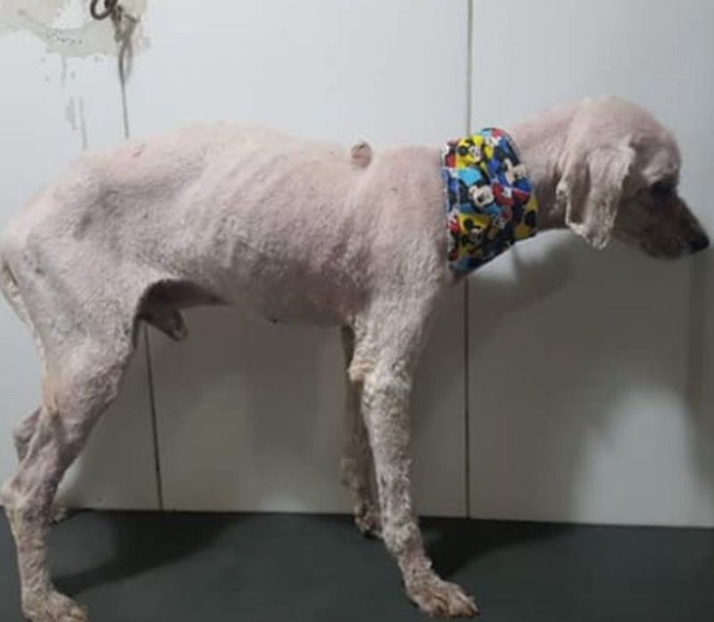 Magnifique transformation : Un chien est devenu aveugle et sourd après avoir vécu 15 ans dans l’abandon. 22 aveugle