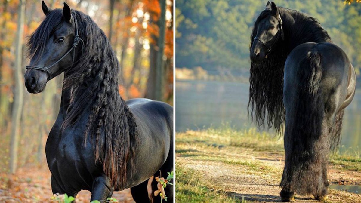 Superbes photos : Ce cheval est considéré par beaucoup comme le plus beau cheval du monde