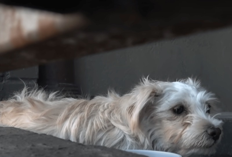 female dog