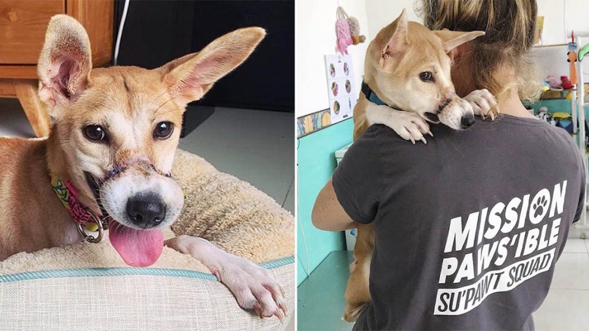 Transformation : Une chienne retrouvée en très mauvais état après s'être échappée d'un élevage