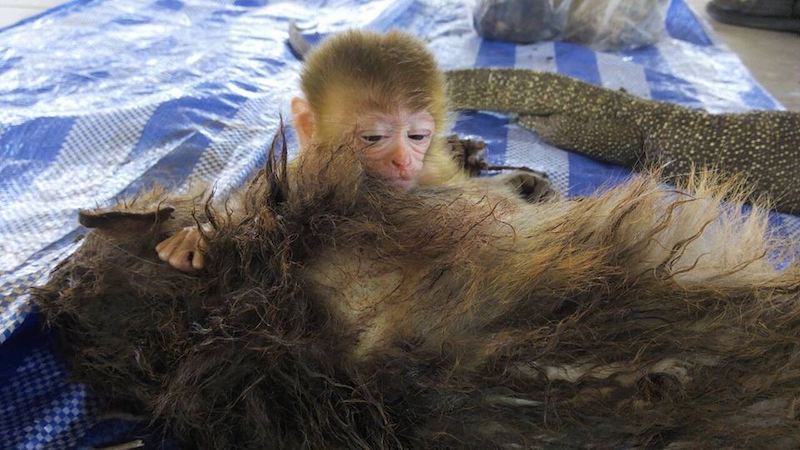 monkey