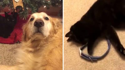 Un chat au cœur brisé renifle le collier de son ami canin décédé pour trouver du réconfort