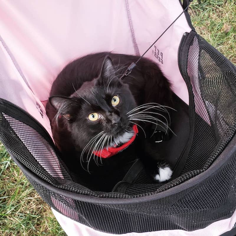Un chat obtient avec sa maîtresse un diplôme de soutien émotionnel 7 chat