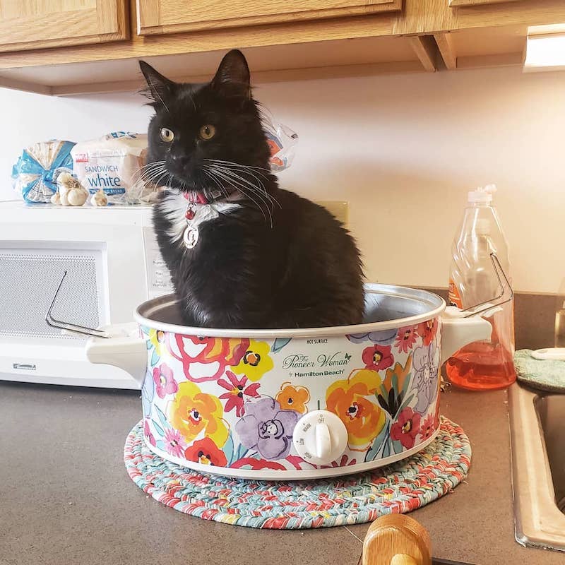 Un chat obtient avec sa maîtresse un diplôme de soutien émotionnel 6 svg%3E