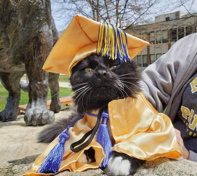 Un chat obtient avec sa maîtresse un diplôme de soutien émotionnel 8 chat