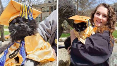 Un chat obtient avec sa mère un diplôme de soutien émotionnel
