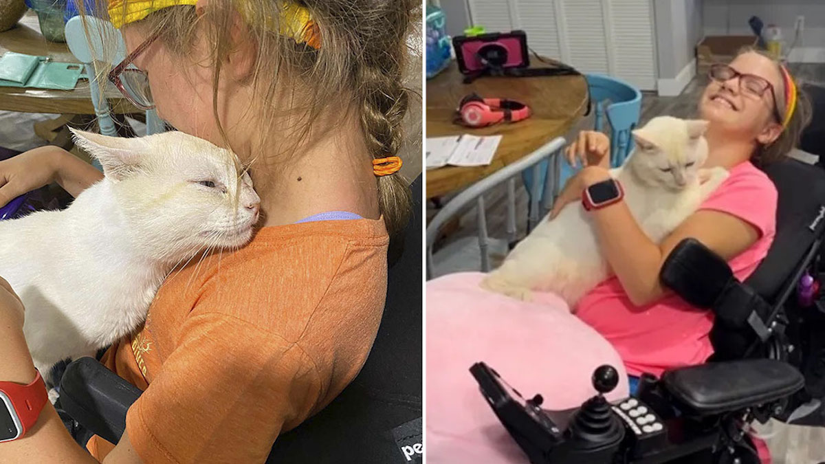Un chat saute sur les bras d'une fille en fauteuil roulant et la choisit comme famille