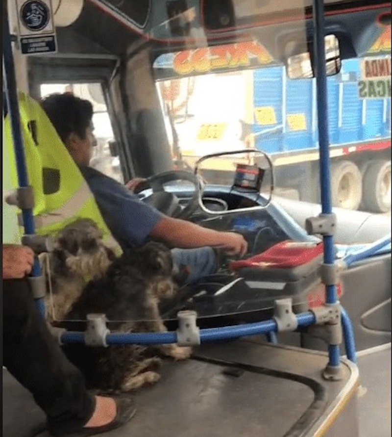 Un chauffeur de bus part au travail avec ses deux chiens pour qu’ils ne restent pas seuls, tout le monde l’admire 3 chauffeur