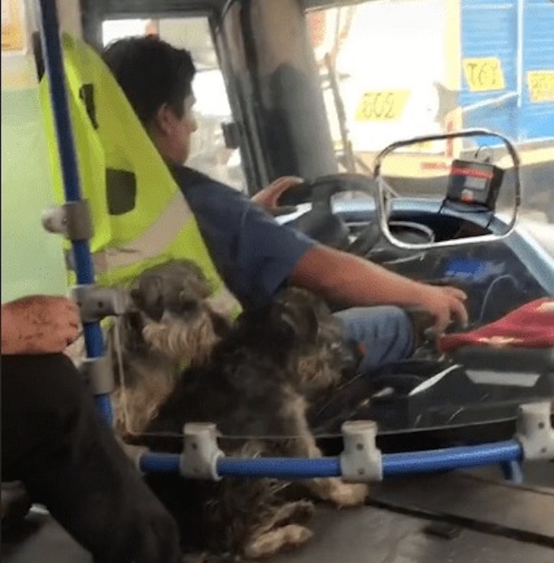 Un chauffeur de bus part au travail avec ses deux chiens pour qu’ils ne restent pas seuls, tout le monde l’admire 4 bus