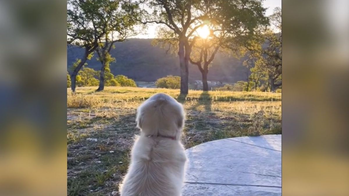Un chien est assis sur son porche d'entrée et regarde le coucher du soleil tous les jours.