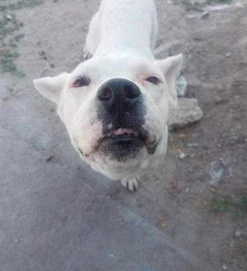 dog