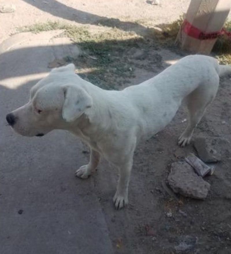 dog