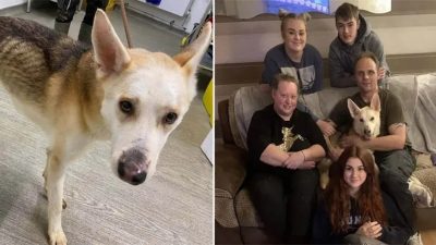 Un chien retrouvé à 500 km est réuni avec sa famille après 8 ans de disparition