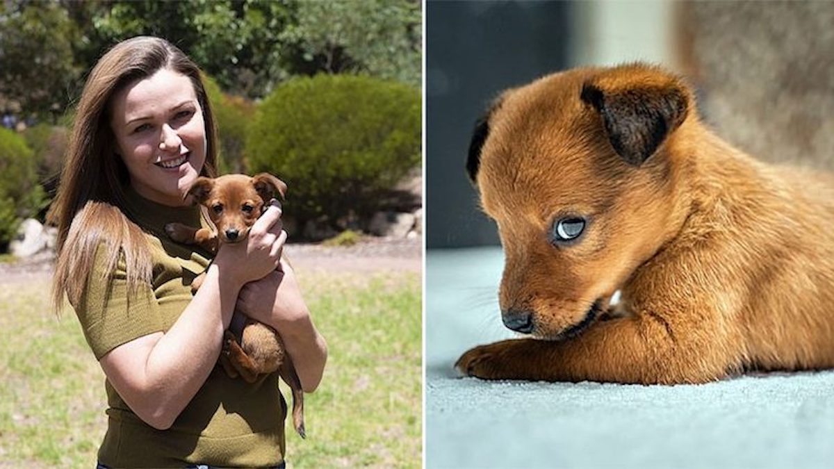 Un chiot trouvé dans des sacs de nourriture pour chiens est adopté par sa sauveteuse