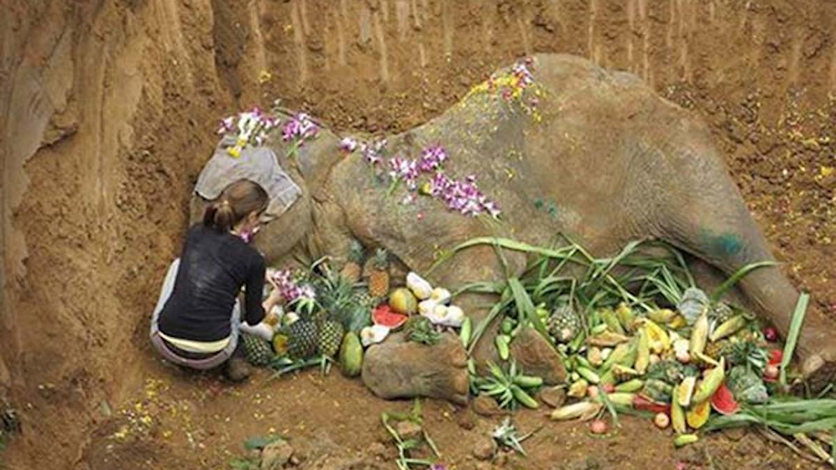 Un éléphant forcé de faire des promenades aux touristes pendant des années est honoré après être mort au sanctuaire