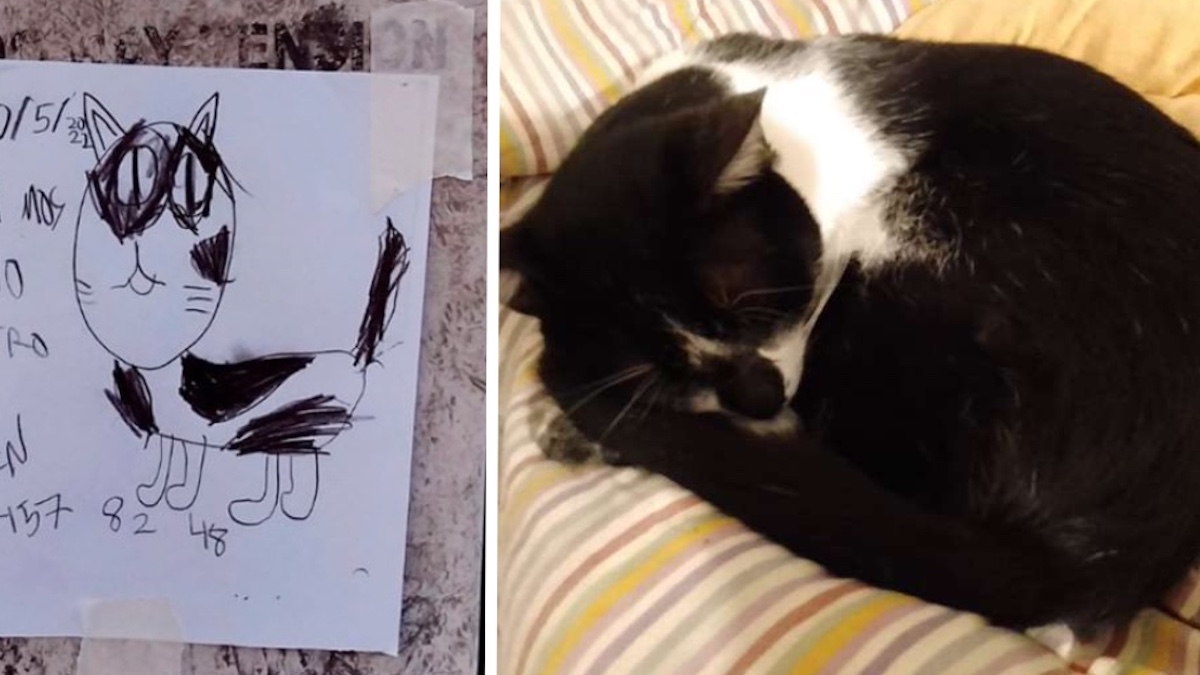 Un garçon qui a perdu son chat a dessiné des affiches pour retrouver sa trace : « Il l’a fait avec beaucoup d’amour »