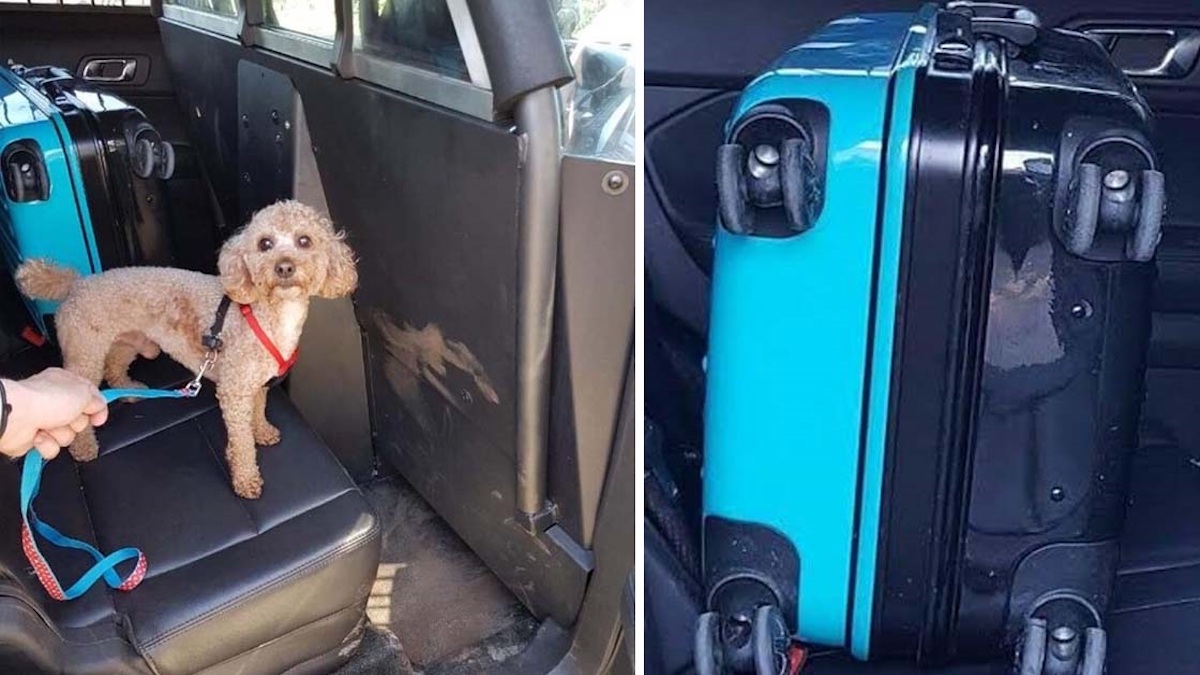 Un homme a vu une valise au milieu de la forêt et a trouvé un adorable chien à l'intérieur de celle-ci