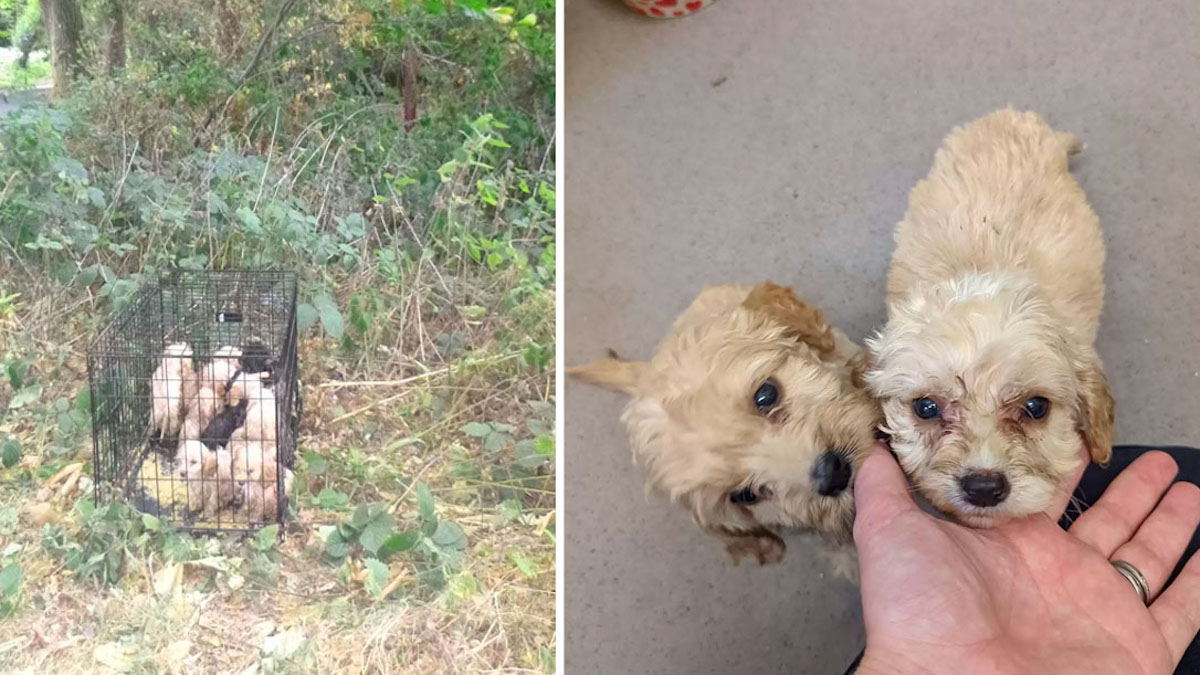 Un homme est choqué de trouver 20 chiots abandonnés sur le bord de la route