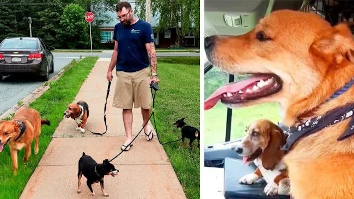 Un jeune homme a trouvé 2 chiens dans un accident et s'est occupé d'eux pendant que "papa" était à l'hôpital