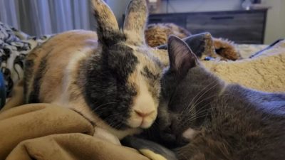 Un lapin solitaire a "adopté" un chaton sauvé, l'a laissé entrer dans sa cage et ils sont devenus inséparables