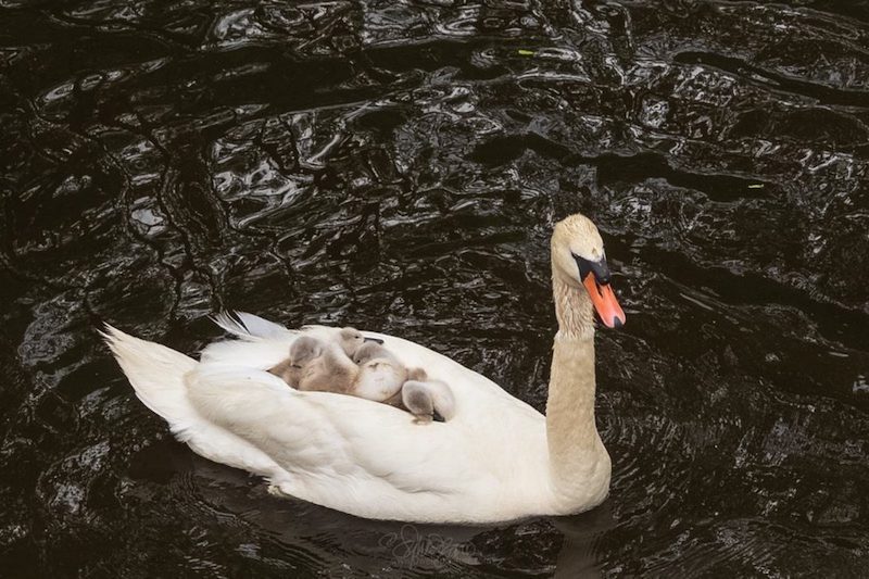 Un père cygne décide de s’occuper de ses poussins après avoir perdu sa partenaire 9 cygne