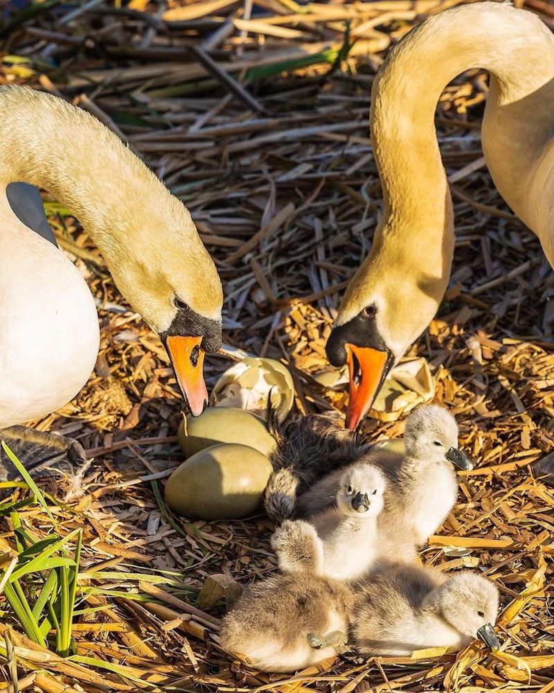 Un père cygne décide de s’occuper de ses poussins après avoir perdu sa partenaire 7 animal