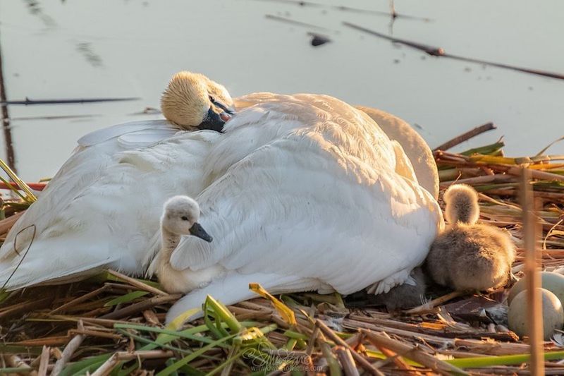 Un père cygne décide de s’occuper de ses poussins après avoir perdu sa partenaire 8 poussins