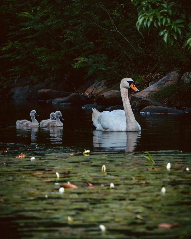 Un père cygne décide de s’occuper de ses poussins après avoir perdu sa partenaire 10 cygne